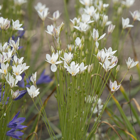 Ein Büschel schlanker grüner Stängel mit kleinen weißen und violetten Blüten von Triteleia laxa 'Silver Queen' Frühlingsstern (Schnitthöhe 40 cm) von Königliche Gartenakademie blüht im Freien vor einem unscharfen natürlichen Hintergrund.