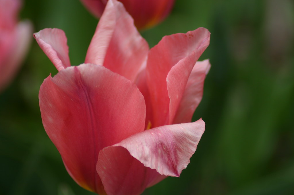Nahaufnahme einer einzelnen Tulipa ‚Albert Heijn‘ – einer Fosteriana-Tulpe von Weijers – mit zartrosa Blütenblättern und einem sanftgrünen, verschwommenen Hintergrund.