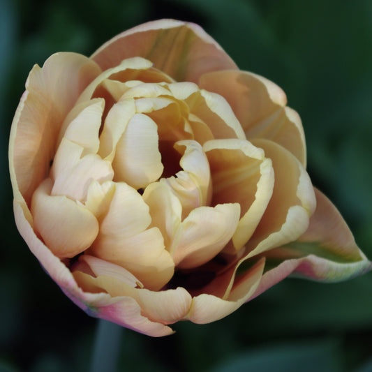 Nahaufnahme einer blasspfirsichfarbenen Tulipa 'La Belle Epoque' von Weijers, mit sanft gewellten, teilweise geöffneten Blütenblättern vor einem dunkelgrünen, verschwommenen Hintergrund.