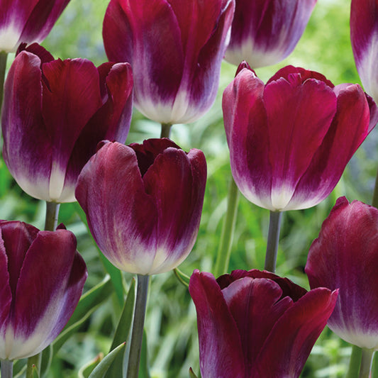 Eine Gruppe von Tulipa 'Kansas Proud' – Triumph-Tulpen von Weijers mit tiefvioletten, weiß umrandeten Blütenblättern – ragt 45 cm hoch vor einem verschwommenen grünen Hintergrund aus Gras und Laub empor.