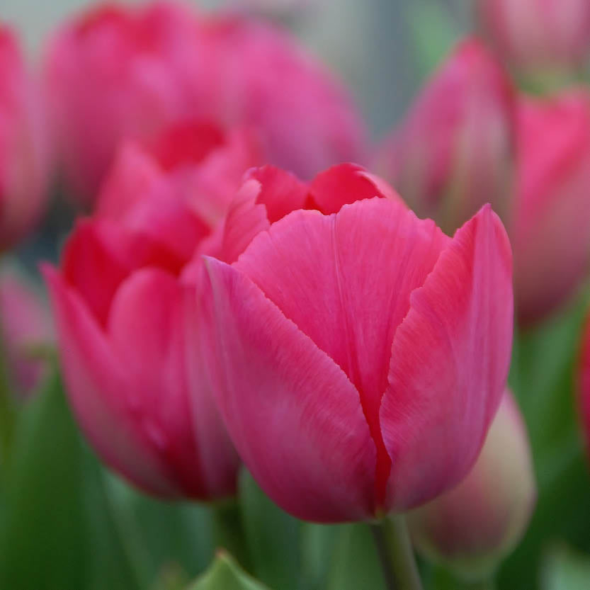 Nahaufnahme der leuchtend rosafarbenen Tulipa 'Lady van Eijk' Darwin-Tulpe von der Königlichen Gartenakademie mit großen Blüten und zartrosafarbenen Blütenblättern mit üppigen grünen Stängeln im Hintergrund.