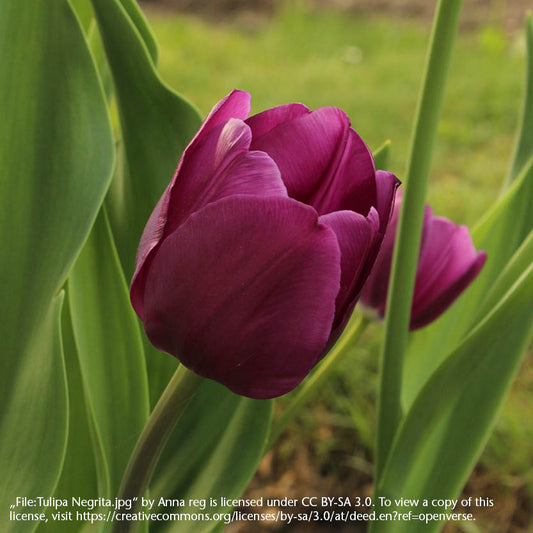 Die Tulipa 'Negrita' Triumph-Tulpe von Königliche Gartenakademie begeistert mit dunkel-purpurfarbenen Blüten und langer Blütezeit.