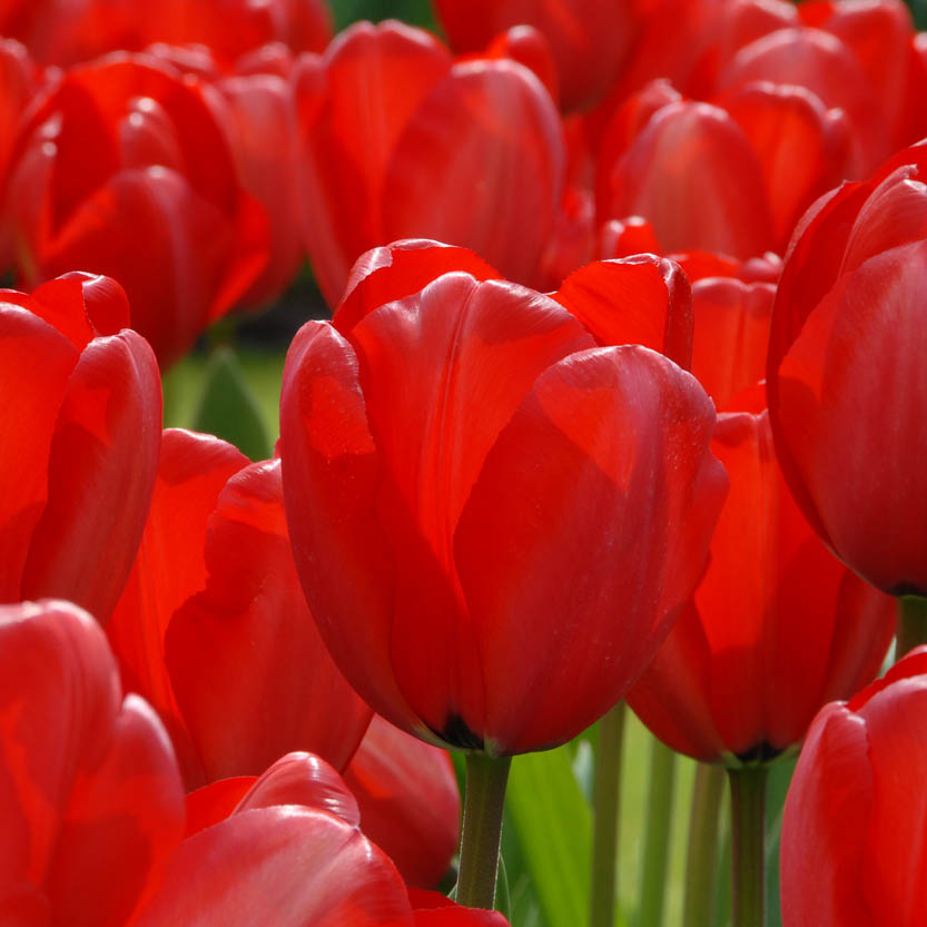 Eine Nahaufnahme der leuchtenden Blüten der Sorte „Red Impression“ von Weijers: Die leuchtend roten Blüten dieser Darwin-Hybrid-Tulpe heben sich deutlich vom grünen Laub ab und bilden durch ihre dichte Bepflanzung ein beeindruckendes Gartenbild.