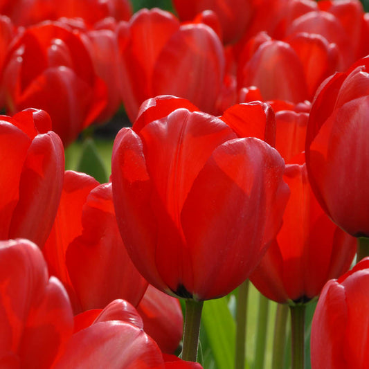 Eine Nahaufnahme der leuchtenden Tulipa „Red Impression“, einer Darwin-Hybrid-Tulpe von Weijers, in voller Blüte – mit glatten, geschwungenen roten Blütenblättern und üppig grünen Stielen und Blättern – erfüllt die Szene mit satten Rottönen.