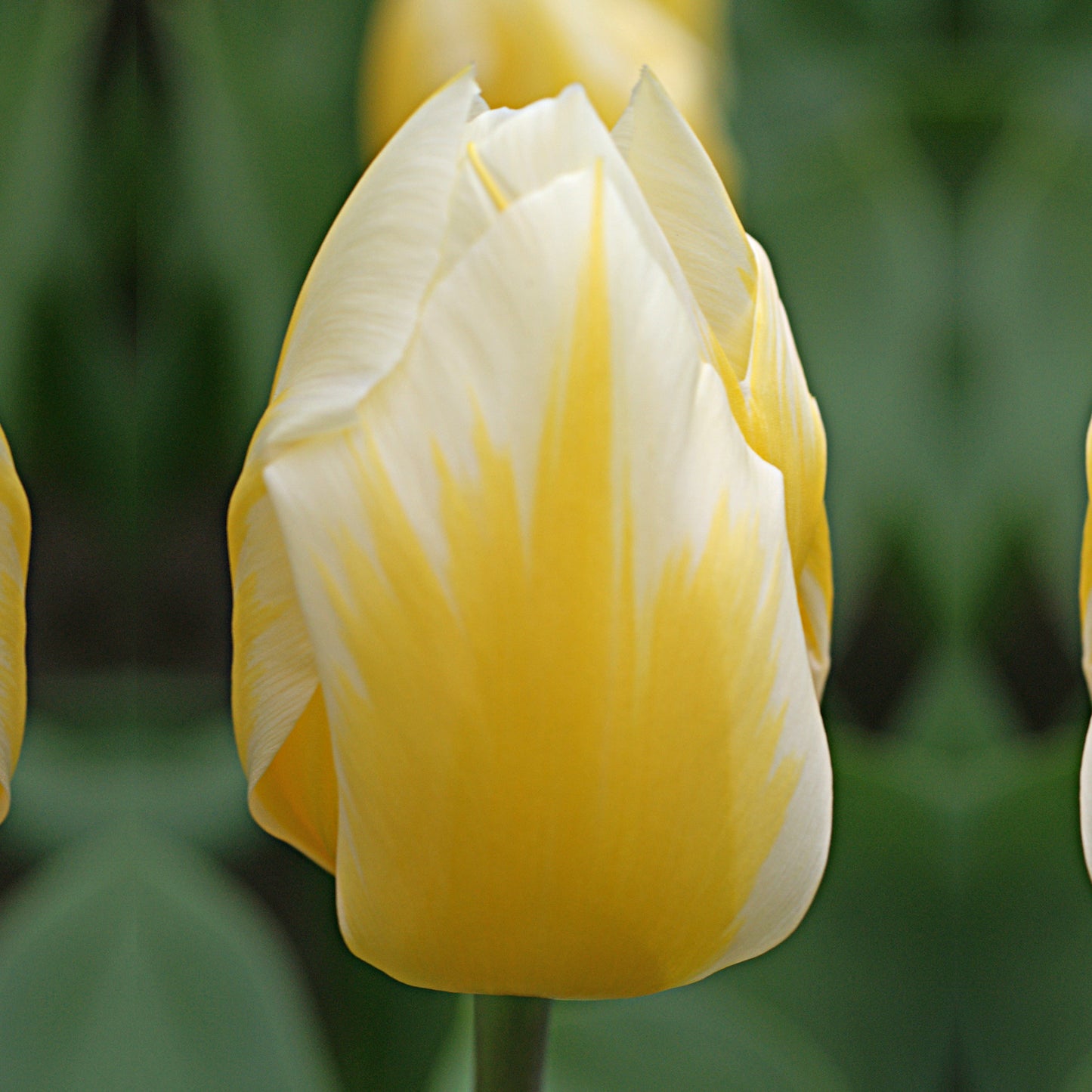 Eine Nahaufnahme einer einzelnen Tulipa ‚Sweetheart‘ (Fosteriana-Tulpe) von Weijers, die gelbe Blütenblätter mit weißen Spitzen und zarte gelbe Blüten zeigt, vor einem sanft unscharfen grünen Blattwerkhintergrund.