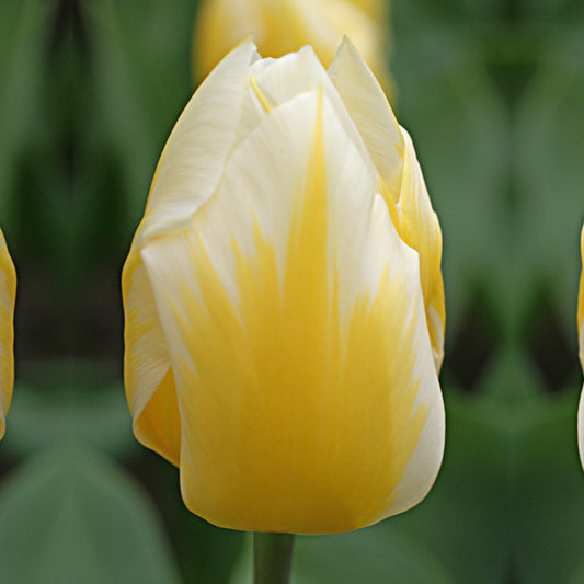 Eine Nahaufnahme einer einzelnen Tulipa ‚Sweetheart‘ Fosteriana-Tulpe von Weijers in leuchtendem Zitronengelb mit cremeweißen, randverzierten Blütenblättern vor einem sanft verschwommenen grünen Laubhintergrund.