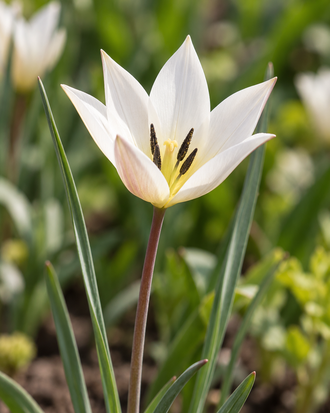 Eine Nahaufnahme einer einzelnen Tulipa clusiana „Sylvia“ Damentulpe von Weijers, die ihre spitzen weißen Blütenblätter und dunklen Staubblätter zeigt, umgeben von grünen Blättern und sanft unscharfem Laub im Hintergrund.