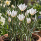 Die schlanken grünen Blätter und die weißen Blüten der Tulipa clusiana „Sylvia“ (Damentulpe) von Weijers blühen elegant in einem Terrakottatopf, wobei ihre weißen Blütenblätter einen wunderschönen Kontrast zum Ton bilden, während weitere Blüten und Grünpflanzen einen sanft verschwommenen Gartenhintergrund bilden.
