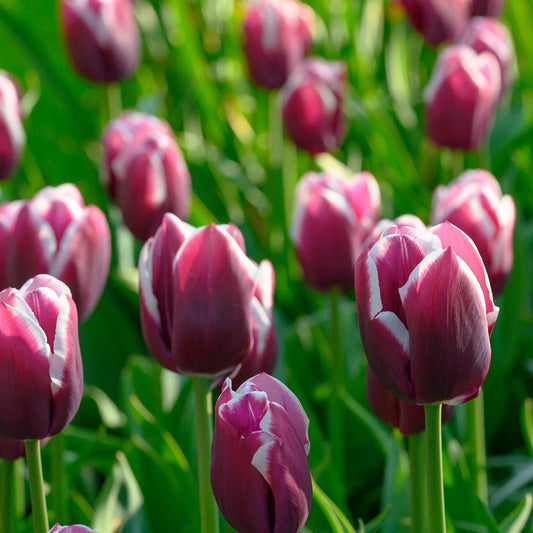 Eine Gruppe von Tulipa 'Tiramisu' Triumph-Tulpen von Weijers mit dunkelvioletten, weiß umrandeten Blütenblättern ragt hoch aus dem grünen Laub empor und strahlt im Garten während ihrer Blütezeit im April im Sonnenlicht.