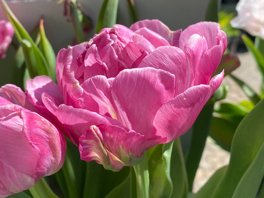 Nahaufnahme von Tulipa ‚Amazing Grace‘ von Weijers, einer gefüllten frühen Tulpe (35–40 cm), die von April bis Mai in voller Blüte steht. Umgeben von grünen Blättern und rosa Tulpen bringt das Sonnenlicht die zarten magentafarbenen Blütenblätter besonders gut zur Geltung.