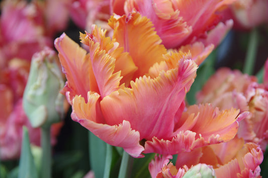 Nahaufnahme der leuchtend orange-rosa Tulipa „Amazing Parrot“ (Papageientulpe) von Weijers, deren gekräuselte Blütenblätter einen exotischen Blickfang bilden, umgeben von grünen Stielen und sanft unscharf abgebildeten Blumen im Hintergrund.