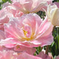 Nahaufnahme einer blühenden Tulipa ‚Angelique‘ – eine gefüllte Spät-Tulpe von Weijers mit zarten, in Schichten angeordneten rosa und weißen Blütenblättern – eine elegante Blume –, umgeben von weiteren Tulpen im sanften Sonnenlicht, die eine verträumte Gartenszene bilden.
