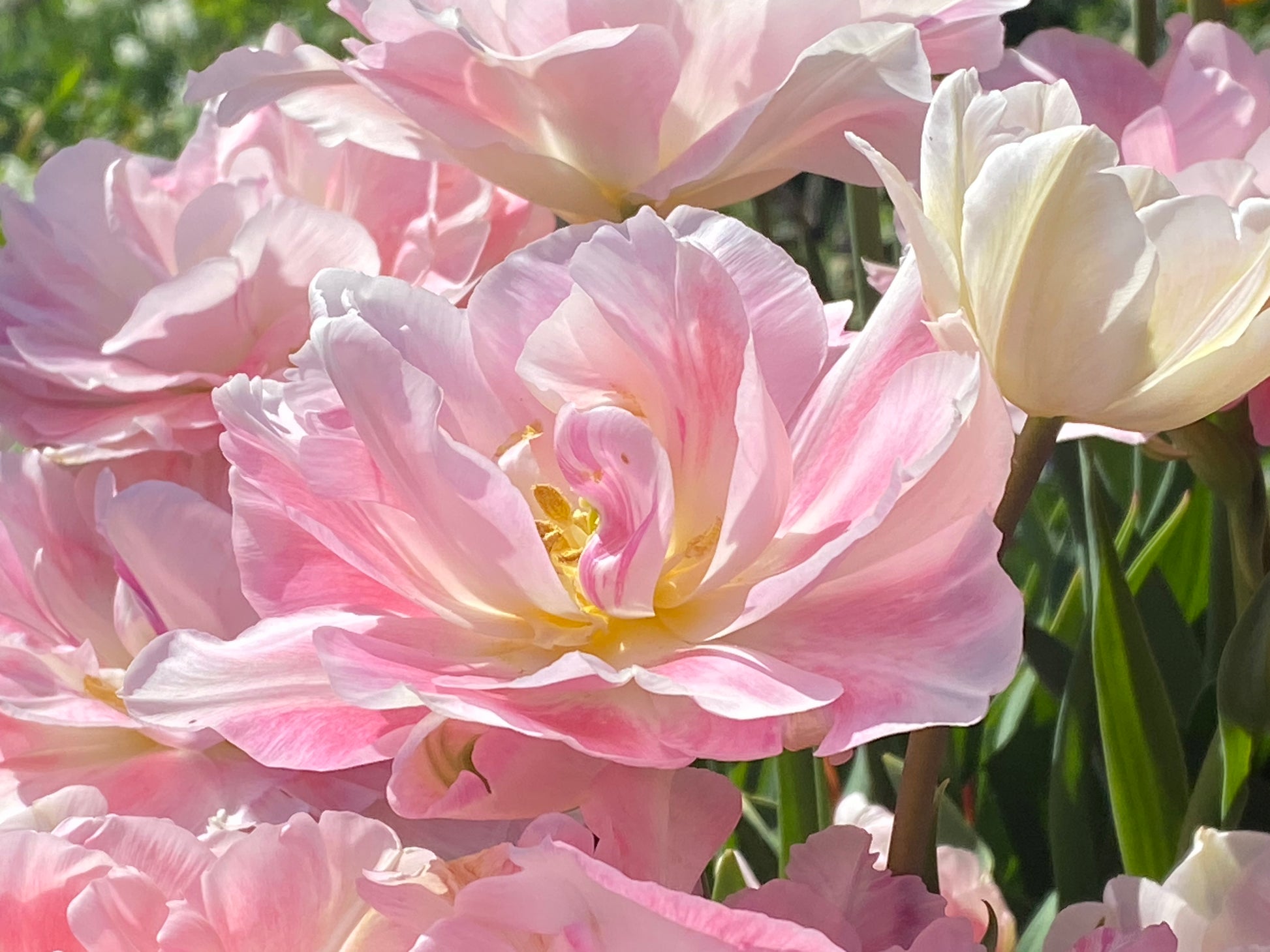 Nahaufnahme einer blühenden Tulipa ‚Angelique‘ – eine gefüllte Spät-Tulpe von Weijers mit zarten, in Schichten angeordneten rosa und weißen Blütenblättern – eine elegante Blume –, umgeben von weiteren Tulpen im sanften Sonnenlicht, die eine verträumte Gartenszene bilden.