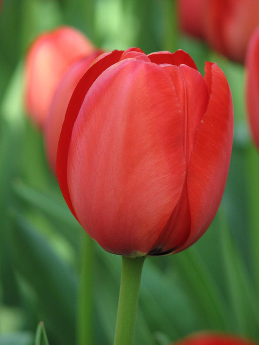Eine Nahaufnahme einer Tulipa ‚Apeldoorn‘ (Darwin-Tulpe) von Weijers in voller Blüte, mit grünen Blättern und unscharfen roten Tulpen im Hintergrund – sie zeigt ihren Blütehöhepunkt im April/Mai, der aus einer gut gepflanzten Zwiebel hervorgeht.