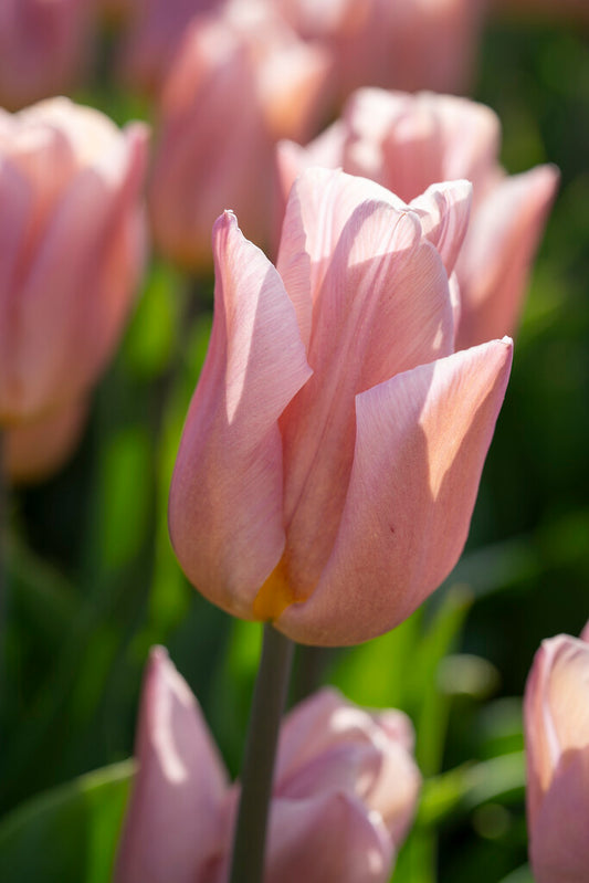 Eine Nahaufnahme der Tulipa „Apricot Copex“® von Weijers im Sonnenlicht zeigt ihre sanft geschwungenen, zartrosa Blütenblätter. Andere Tulpen und grüne Blätter sind im Hintergrund sanft unscharf – ideal für Liebhaber pastellfarbener Motive.