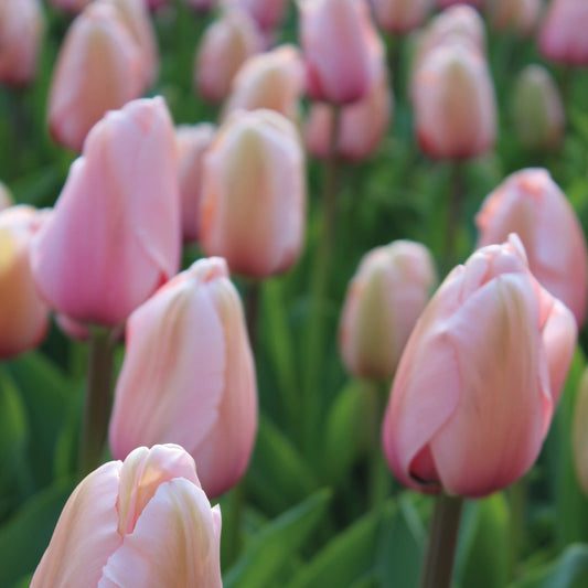 Eine Nahaufnahme mehrerer Tulipa 'Apricot Pride' (Darwin-Tulpen) von Weijers, die große hellrosa Blüten und grüne Stiele in Weichzeichneroptik zeigen. Im April/Mai blühen weitere Tulpen und bilden eine farbenfrohe Gartenkulisse.