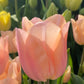 Eine Nahaufnahme einer einzelnen Tulipa ‚Apricot Beauty‘ (Einfache frühe Tulpe) von Weijers in voller Blüte, umgeben von rosa und gelben Tulpen mit grünen Blättern. Das Sonnenlicht bringt die zart duftenden apricotfarbenen Blütenblätter besonders gut zur Geltung.