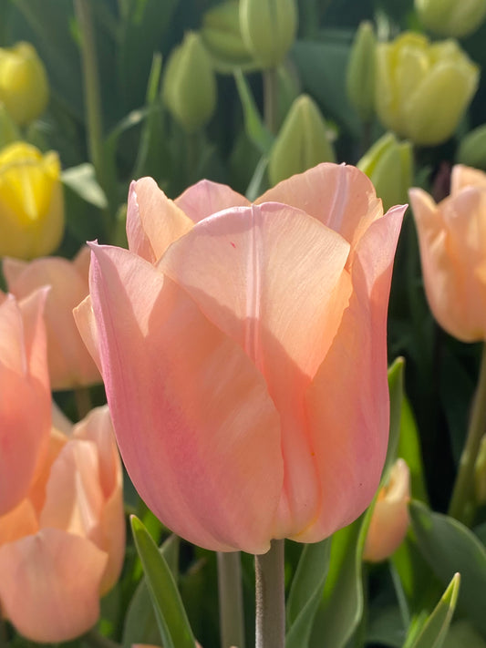 Eine Nahaufnahme einer einzelnen Tulipa ‚Apricot Beauty‘ (Einfache frühe Tulpe) von Weijers in voller Blüte, umgeben von rosa und gelben Tulpen mit grünen Blättern. Das Sonnenlicht bringt die zart duftenden apricotfarbenen Blütenblätter besonders gut zur Geltung.