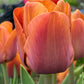 Nahaufnahme einer Tulipa ‚Cairo‘ (Triumph-Tulpe) von Weijers in warmem, dunklem Orange, die inmitten grüner Blätter blüht, während im Hintergrund verschwommene Tulpen zu sehen sind, wodurch die detaillierten Blütenblätter und das natürliche Außenlicht besonders zur Geltung kommen.