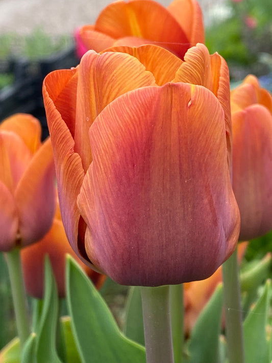 Nahaufnahme einer Tulipa ‚Cairo‘ (Triumph-Tulpe) von Weijers in warmem, dunklem Orange, die inmitten grüner Blätter blüht, während im Hintergrund verschwommene Tulpen zu sehen sind, wodurch die detaillierten Blütenblätter und das natürliche Außenlicht besonders zur Geltung kommen.