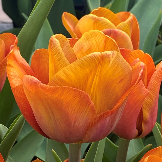 Nahaufnahme der Weijers Tulipa 'Cairo' (Triumph-Tulpe) mit zarten, satten, dunkelorangen Blütenblättern und grünen Blättern, die die feinen Details und die Textur dieser wunderschönen Blumen in der frühen Blütephase hervorheben.
