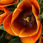 Nahaufnahme der Tulipa ‚Cairo‘ (Triumph-Tulpe) von Weijers mit orange-gelben Blütenblättern, roten Akzenten, dunkler Mitte und gelben Staubblättern. Im Hintergrund sind grüne Blätter und andere frühblühende Tulpen zu sehen, die eine Höhe von 45 cm erreichen.