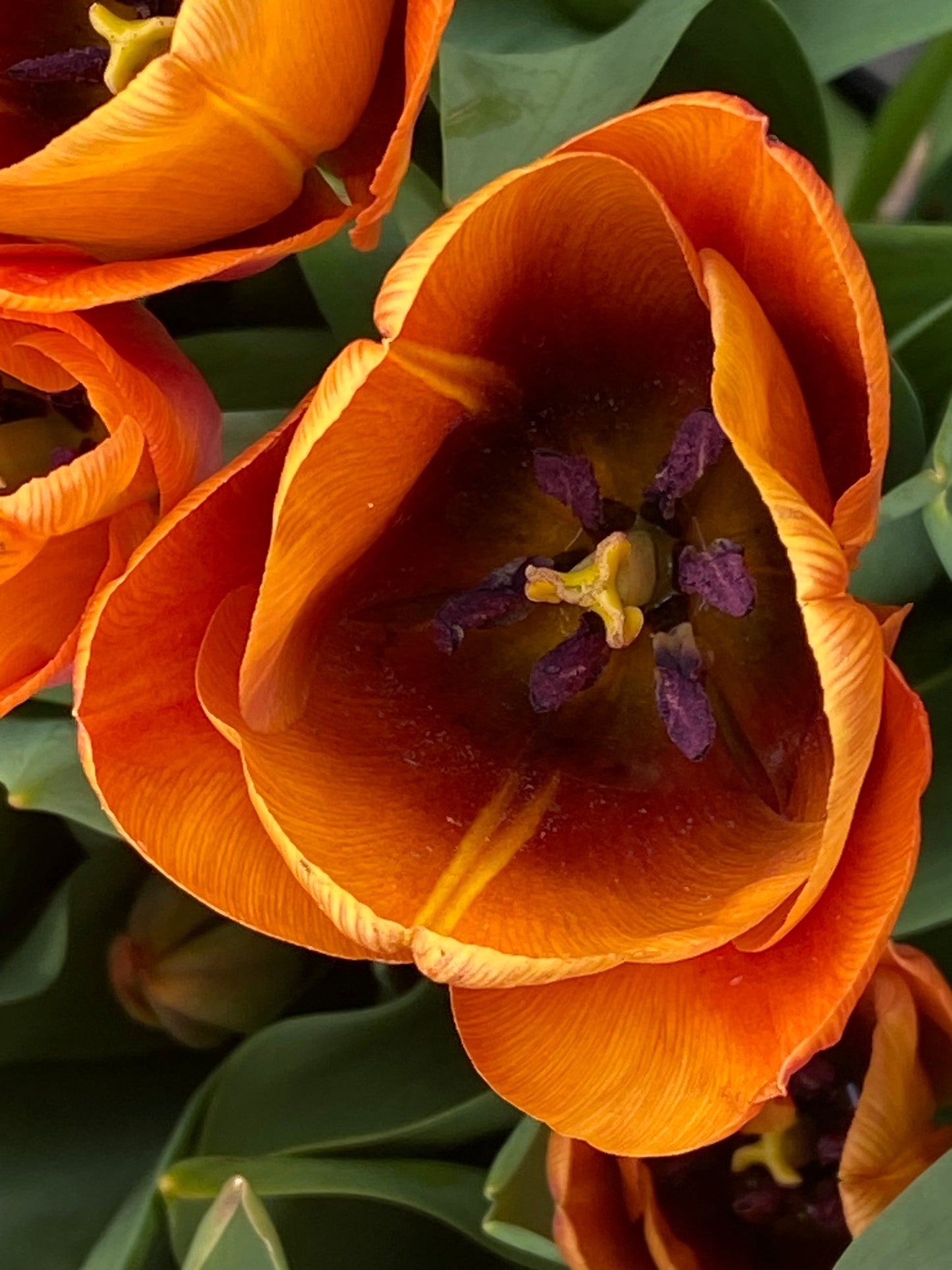 Nahaufnahme der Tulipa ‚Cairo‘ (Triumph-Tulpe) von Weijers mit orange-gelben Blütenblättern, roten Akzenten, dunkler Mitte und gelben Staubblättern. Im Hintergrund sind grüne Blätter und andere frühblühende Tulpen zu sehen, die eine Höhe von 45 cm erreichen.