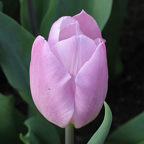 Eine Nahaufnahme einer einzelnen Tulipa 'Candy Prince' (Triumph-Tulpe von Weijers), die sich teilweise geöffnet hat, zeigt glatte violett-rosa Blütenblätter und grüne Blätter, die während der Blütezeit im April im Hintergrund sanft verschwimmen.