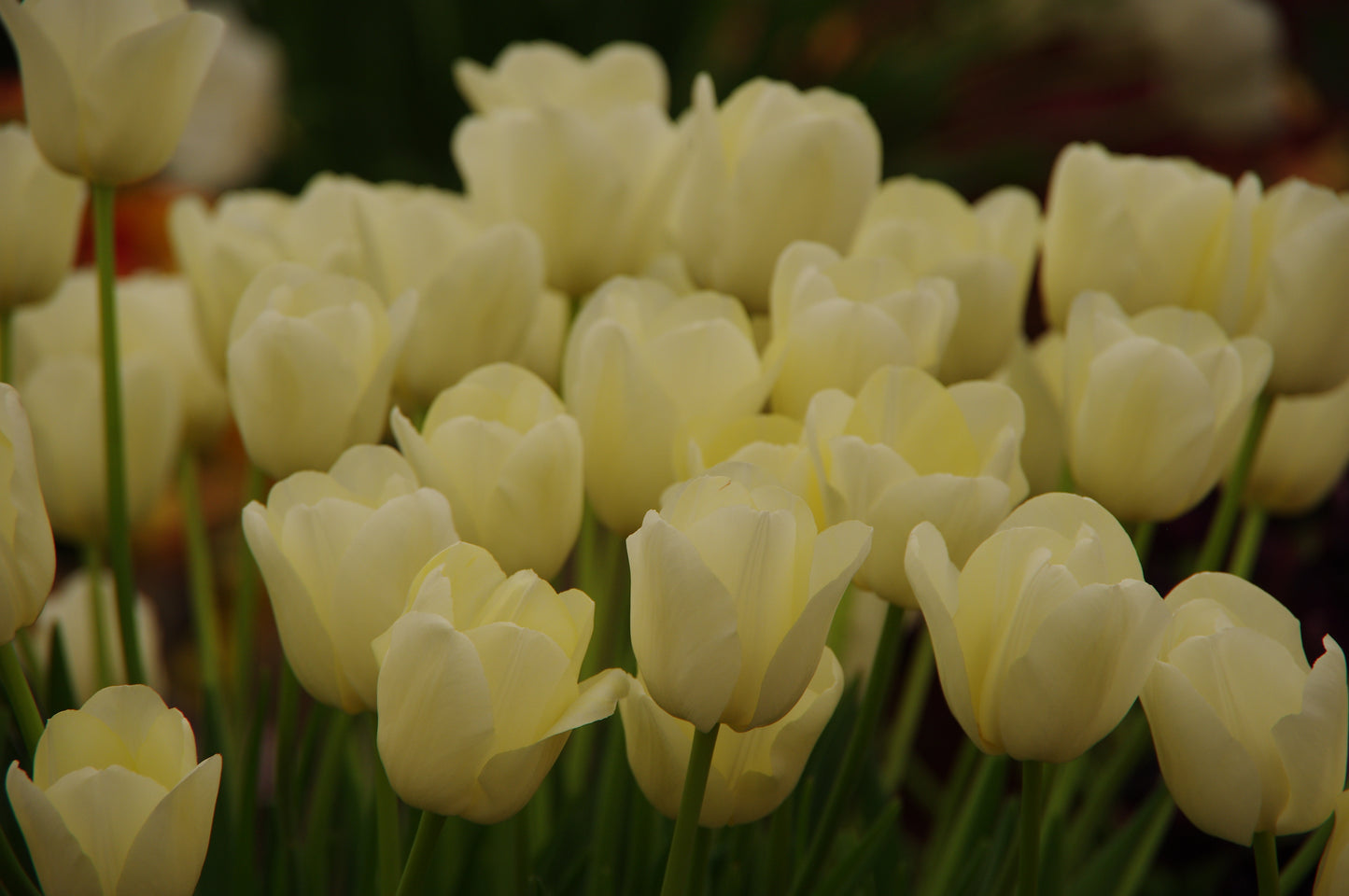Ein Büschel Tulipa ‚City of Vancouver‘ von Weijers mit zarten, hellgelben Blüten und grünen Stielen steht für stilvolle Bepflanzungen. Diese einfache, spätblühende Tulpe bringt im April/Mai elegante Schönheit in jeden Garten.
