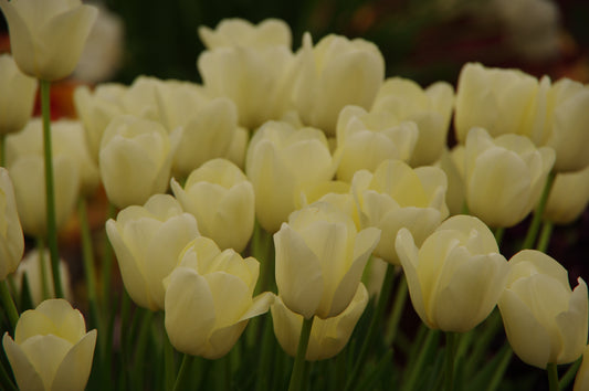 Eine Gruppe von Tulipa 'City of Vancouver' – einer einfachen, späten Tulpe von Weijers – blüht in zartem Gelb und Cremeweiß mit sanftgrünen Stielen und Blättern und steht im April/Mai in voller Pracht. Die dicht beieinander stehenden Blüten schaffen eine sanfte, ruhige Atmosphäre.