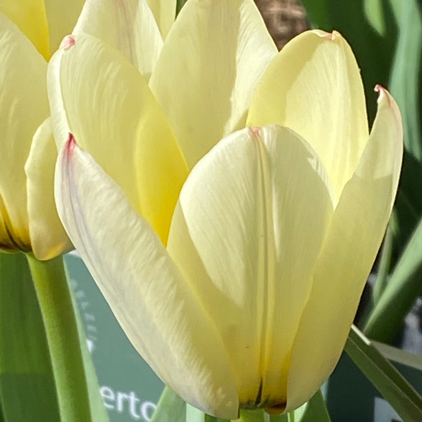 Nahaufnahme einer blassgelben Tulipa ‚Concerto‘ – einer Fosteriana-Tulpe von Weijers –, deren glatte Blütenblätter im Sonnenlicht einen rosa Schimmer annehmen. Im Hintergrund sind grüne Blätter und eine weitere frühblühende Tulpe sanft unscharf zu erkennen.