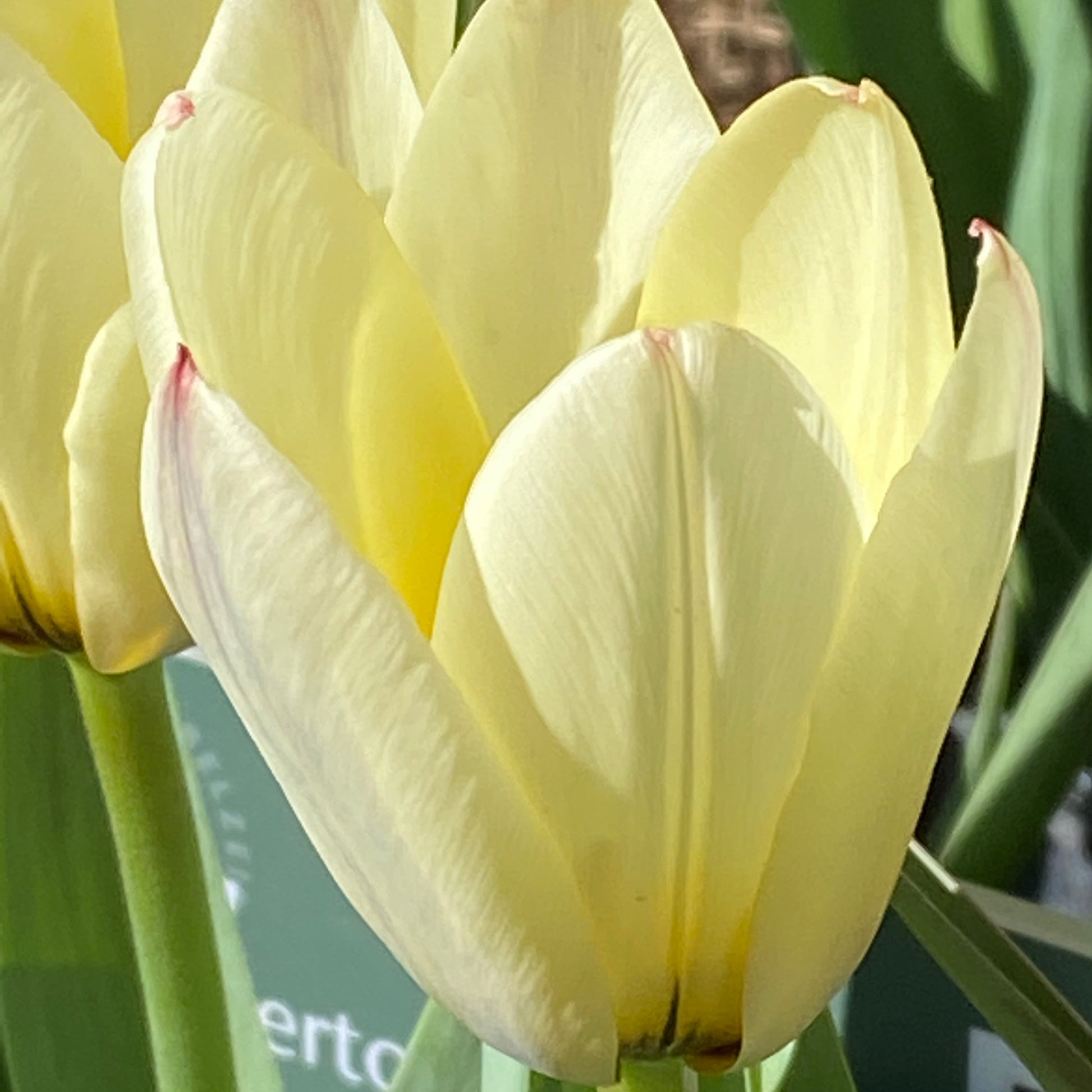 Nahaufnahme einer blassgelben Tulipa ‚Concerto‘ – einer Fosteriana-Tulpe von Weijers –, deren glatte Blütenblätter im Sonnenlicht einen rosa Schimmer annehmen. Im Hintergrund sind grüne Blätter und eine weitere frühblühende Tulpe sanft unscharf zu erkennen.
