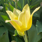 Eine Nahaufnahme der Tulipa ‚Elegant Lady‘ von Weijers, einer lilienblütigen Tulpe mit duftenden cremegelben Blüten und zartrosa Rändern. Sanft geschwungene, leicht durchscheinende Blütenblätter mit grünem Laub. Blütezeit: April bis Mai.