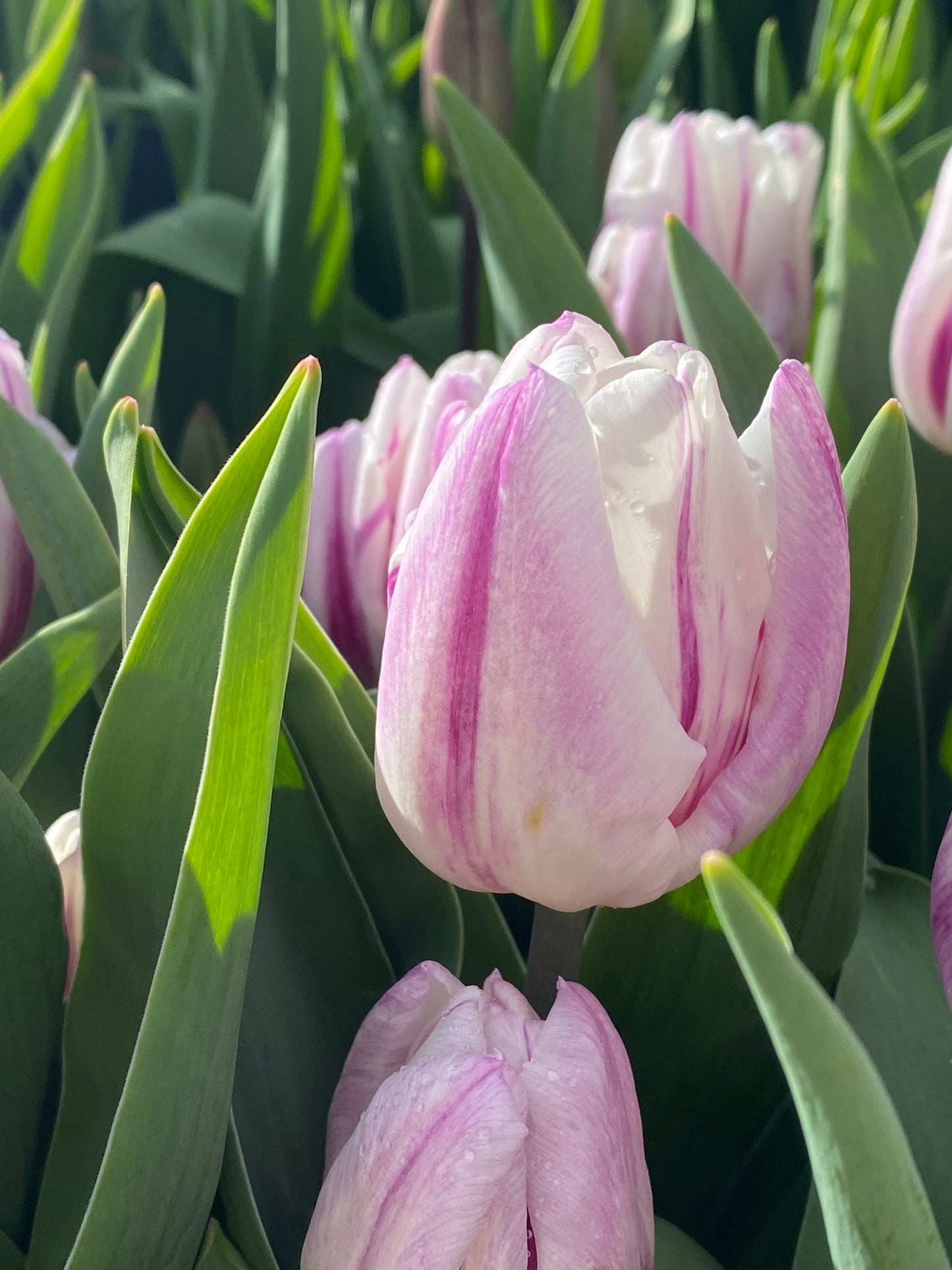 Nahaufnahme der Tulipa ‚Flaming Flag‘ (Triumph-Tulpe, Weijers): hellrosa und weiße Blüten, teilweise weiß-violett geflammt, mit grünen Blättern im Sonnenlicht. Auf einigen Blütenblättern sind Wassertropfen zu sehen. Blütezeit: April–Mai.