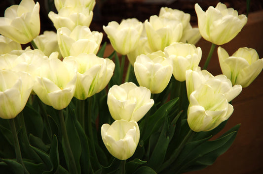 Eine Gruppe von Tulipa 'Green Spirit' von Weijers mit hellgelben Blüten und grünen Stielen und Blättern steht vor einem verschwommenen braunen Hintergrund.