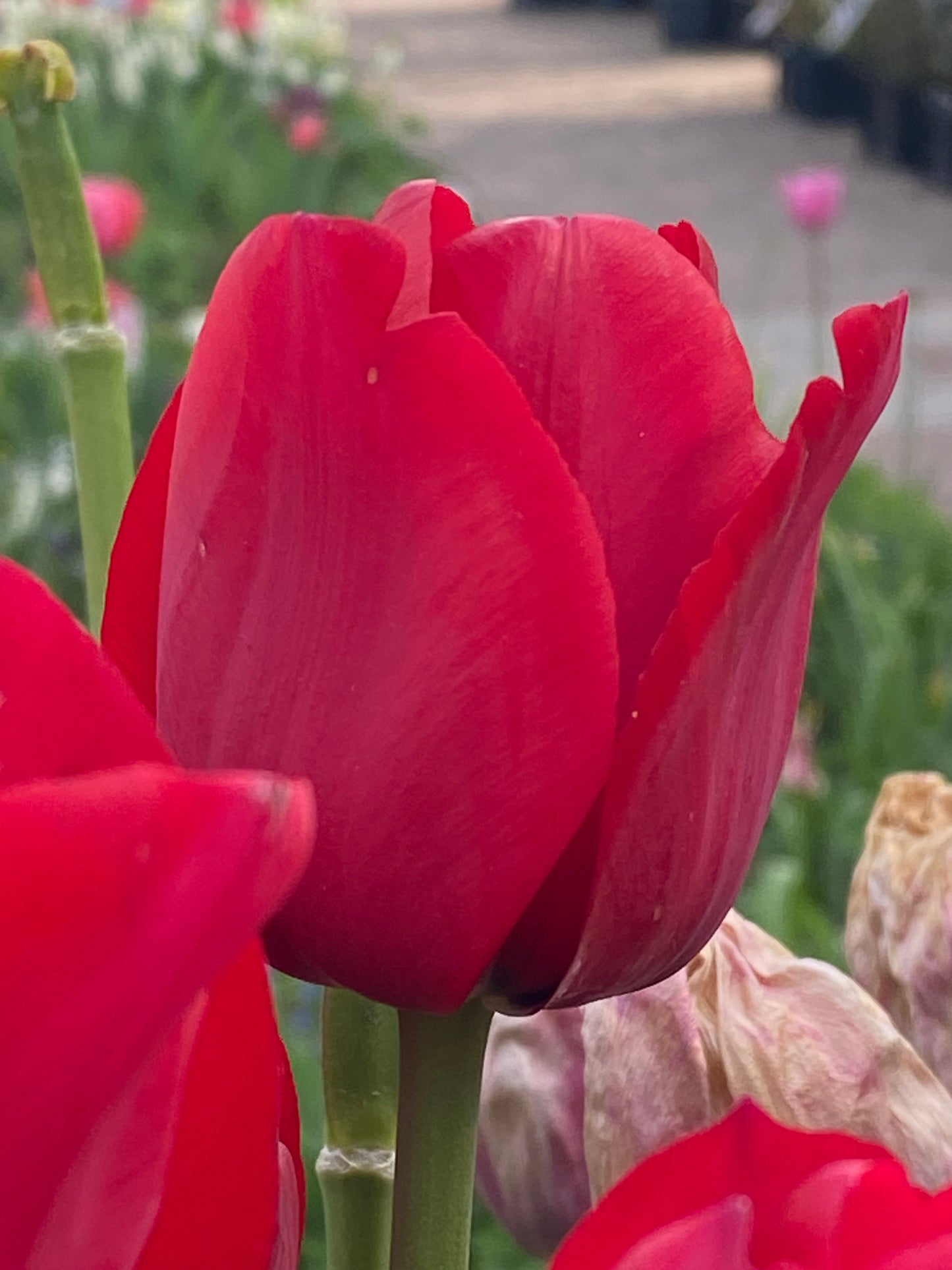 Nahaufnahme der Triumph-Tulpe „Ile de France“ von Weijers Tulipa mit leuchtend roten Blüten, umgeben von grünen Stielen und verschwommenen Blüten – eine atemberaubende Wahl für Beete und Vasen, die jedem Raum lebendige Frühlingsfarben verleiht.
