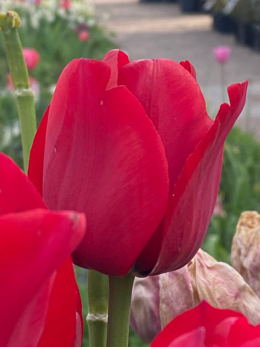 Nahaufnahme der Triumph-Tulpe „Ile de France“ von Weijers Tulipa mit leuchtend roten Blüten, umgeben von grünen Stielen und verschwommenen Blüten – eine atemberaubende Wahl für Beete und Vasen, die jedem Raum lebendige Frühlingsfarben verleiht.