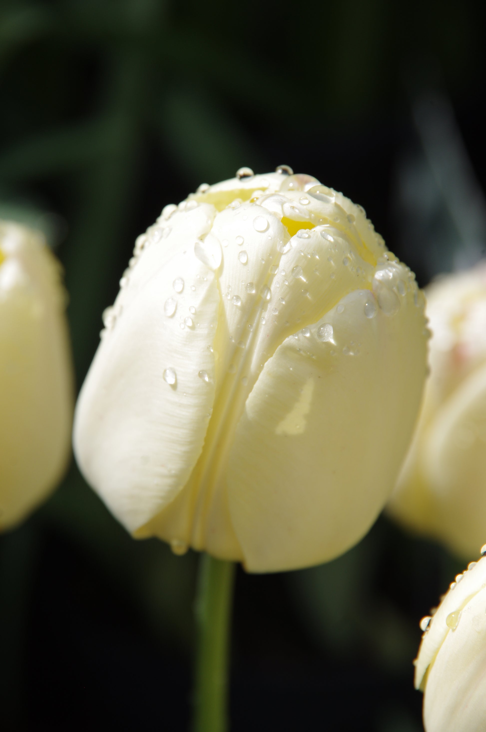Eine Nahaufnahme der Tulipa ‚Ivory Floradale‘ – einer Darwin-Tulpe von Weijers – zeigt blassgelbe Blütenblätter mit frischen Wassertropfen vor einem verschwommenen dunkelgrünen Hintergrund.
