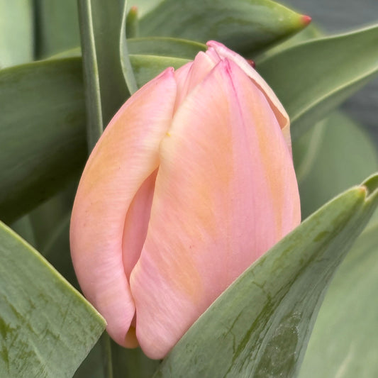 Nahaufnahme einer blühenden Knospe der Triumph-Tulpe „Mango Charm“ von Weijers im April, mit mangofarbenen, pfirsichrosa Blütenblättern und grünen Blättern. Die glatten, sanft gewellten Blütenblätter sorgen für ein zartes, natürliches Erscheinungsbild.
