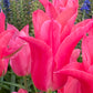 Nahaufnahme der leuchtenden Tulipa ‚Mariette‘ – eine lilienblütige Tulpe von Weijers in voller Blüte, mit auffälligen grünen Stielen und Blättern. Kleine blaue Blüten und verschwommenes Grün erinnern in dieser farbenfrohen Gartenszene an die Blütezeit im April und Mai.