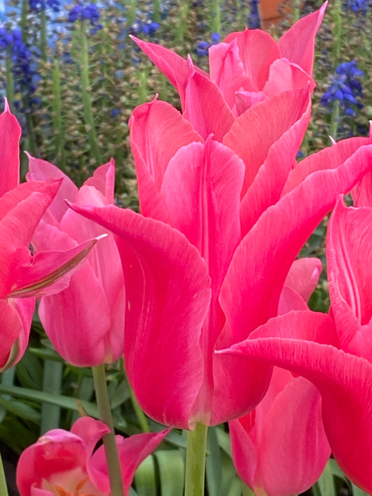 Nahaufnahme der leuchtenden Tulipa ‚Mariette‘ – eine lilienblütige Tulpe von Weijers in voller Blüte, mit auffälligen grünen Stielen und Blättern. Kleine blaue Blüten und verschwommenes Grün erinnern in dieser farbenfrohen Gartenszene an die Blütezeit im April und Mai.