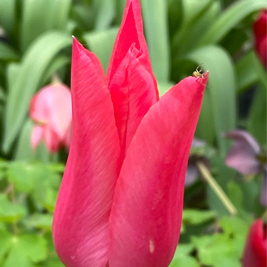 Nahaufnahme der Lilienblütigen Tulpe „Mariette“ von Weijers im April–Mai, die glatte Blütenblätter zeigt, auf denen an einem Rand eine Ameise sitzt, vor einem unscharfen Hintergrund aus grünen Blättern und Blüten.