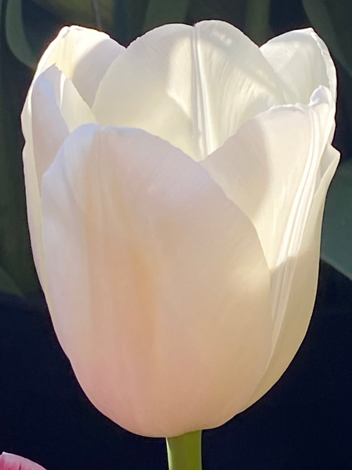 Nahaufnahme einer einzelnen Tulipa ‚Maureen‘ – einer einfachen späten Tulpe von Weijers, deren cremeweiße Blütenblätter im Sonnenlicht sanft leuchten, vor einem verschwommenen dunkelgrünen Hintergrund.