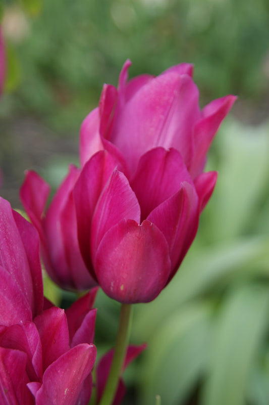 Nahaufnahme der leuchtend rosa Tulipa 'Night Club'-Tulpen von Weijers, die zarte Blütenblätter und grüne Blätter vor einem sanft unscharfen Hintergrund zeigen und die natürliche Schönheit dieser spätblühenden Sorte zur Geltung bringen.
