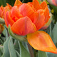 Nahaufnahme der Tulipa „Orange Princess“ von Weijers, einer gefüllten, spätblühenden Tulpe mit leuchtend orangefarbenen, geschichteten Blütenblättern, umgeben von grünen Blättern. Der sanft unscharfe Hintergrund hebt die orangefarbene Blüte als Hauptmotiv hervor.