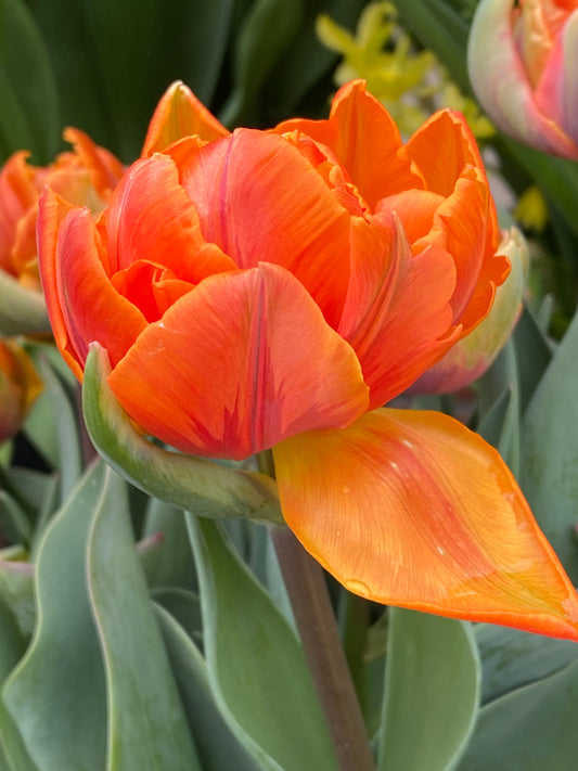 Nahaufnahme der Tulipa 'Orange Princess' von Weijers, einer leuchtend orangefarbenen, gefüllten Spättulpe mit geschichteten Blütenblättern und gelben Akzenten, die in Beeten und Kübeln inmitten von grünem Laub und zarten Blüten prächtig gedeiht.
