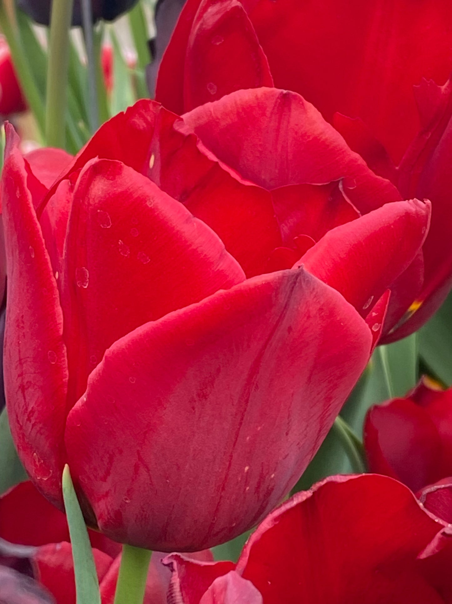 Nahaufnahme der leuchtenden Tulipa ‚Pallada‘ (Triumph-Tulpe) von Weijers, die zarte Blütenblätter mit Wassertropfen zeigt, vor einem unscharfen Hintergrund aus Blüten und grünen Stielen während ihrer Blütezeit Ende April.