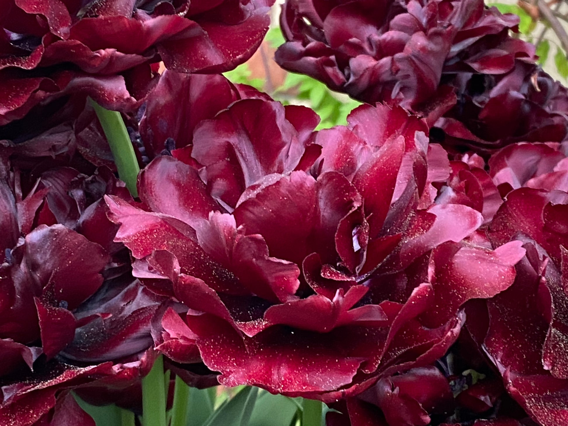 Die Tulipa 'Palmyra'® von Weijers besticht durch tief burgunderrote, gefüllte Blüten mit braunrotem Schimmer und üppigen Blättern an grünen Stielen – ein prächtiger Anblick während der Blütezeit im April vor einem natürlichen Hintergrund.