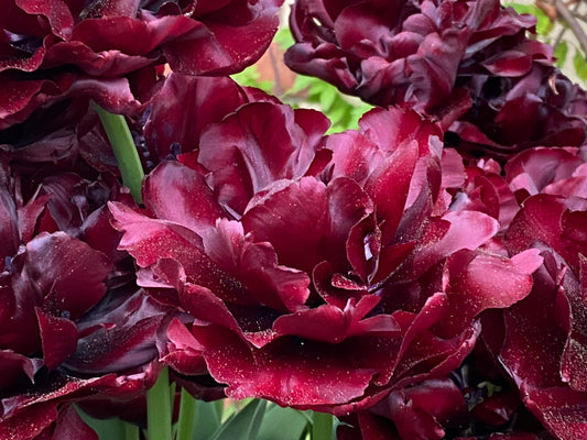 Die Tulipa 'Palmyra'® von Weijers besticht durch tief burgunderrote, gefüllte Blüten mit braunrotem Schimmer und üppigen Blättern an grünen Stielen – ein prächtiger Anblick während der Blütezeit im April vor einem natürlichen Hintergrund.