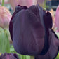 Eine Nahaufnahme der dunkelvioletten Tulipa ‚Paul Scherer‘ (Triumph-Tulpe) von Weijers in voller Blüte, mit verschwommenen grünen Stielen und hellrosa Tulpen im Hintergrund, fängt die Schönheit der Tulpen Ende April ein.